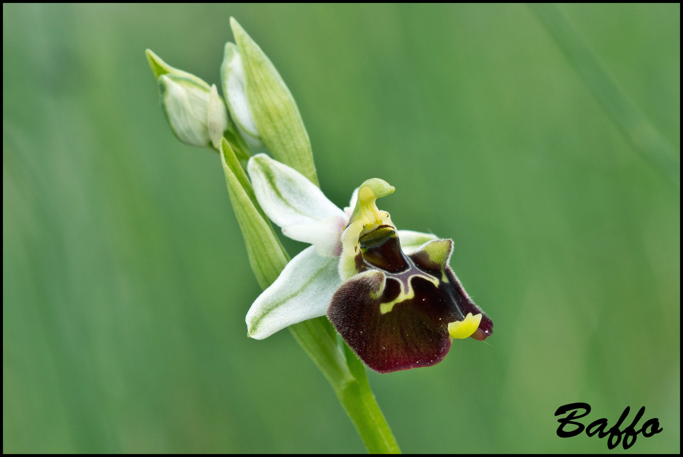 Ophrys holosericea subsp. holosericea (Burm.f.) Greutern -